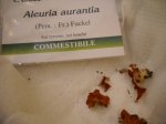 aleuria aurantia